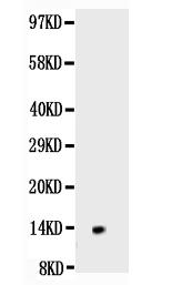 Figure 1. Western blot analysis of NGF/NGF Beta
using anti-NGF/NGF Beta antibody.
Electrophoresis was performed on a 5-20% SDS-PAGE gel at 70V (Stacking gel) / 90V (Resolving gel) for 2-3 hours.
Lane 1: Recombinant Human NGF/NGF Beta Protein 0.5ng After Electrophoresis, proteins were transferred to a
Nitrocellulose membrane at 150mA for 50-90 minutes.
Blocked the membrane with 5% Non-fat Milk/ TBS for 1.5 hour at RT. The membrane was incubated with rabbit anti- NGF/NGF Beta antigen affinity purified polyclonal antibody at 0.5 μg/mL overnight at 4°C, then washed with TBS-0.1%Tween 3 times with 5 minutes each and probed with a goat anti-rabbit IgG-HRP secondary antibody at a dilution of 1:10000 for 1.5 hour at RT. The signal is developed using an Enhanced Chemiluminescent detection (ECL) kit with Tanon 5200 system. A specific band was detected for NGF/NGF Beta at approximately 13KD. The expected band size for NGF/NGF Beta is at 13KD.