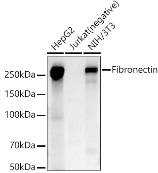 Western blot analysis of various lysates, using Fibronectin antibody at 1:600 dilution.
Secondary antibody: HRP Goat Anti-Rabbit IgG (H+L)at 1:10000 dilution.
Lysates/proteins: 25ug per lane.
Blocking buffer: 3% nonfat dry milk in TBST.
Detection: ECL West Pico Plus.
Exposure time: 10s.