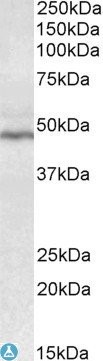 (0.3µg/ml) staining of Human Tonsil lysate (35µg protein in RIPA buffer). Detected by chemiluminescence.