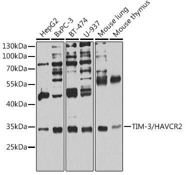 Western blot analysis of extracts of
various cell lines, using
TIM-3/HAVCR2 antibody at
1:1000 dilution.
Secondary antibody: HRP Goat Anti-
Rabbit IgG (H+L) at 1:10000
dilution.
Lysates/proteins: 25ug per lane.
Blocking buffer: 3% nonfat dry milk in
TBST.
Detection: ECL Bas
Exposure time: 10s.