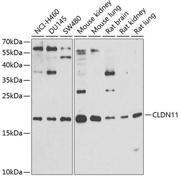 Western blot analysis of extracts of
various cell lines, using CLDN11
antibody at 1:1000
dilution._Secondary antibody: HRP
Goat Anti-Rabbit IgG (H+L)
at 1:10000 dilution._Lysates/proteins:
25ug per lane._Blocking buffer: 3%
nonfat dry milk in TBST._Detection:
ECL West Pico Plus
Exposure time: 90s.