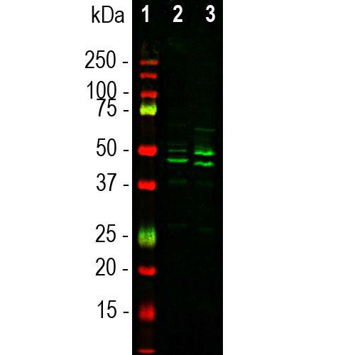 Western blot analysis of whole brain lysates using goat pAb to
FOX3/NeuN, Goat-FOX3, dilution 1:1,000 in green: [1] protein standard (red), [2] mouse brain, [3] rat brain. Bands at 46k and 48 kDa correspond to protein isotypes of FOX3/NeuN.