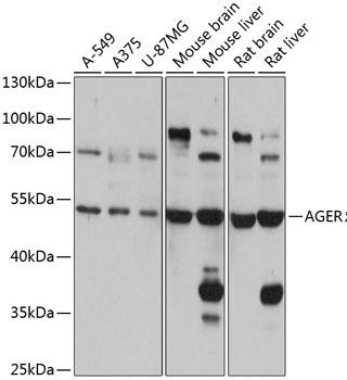Western blot analysis of extracts of
various cell lines, using AGER
antibody at 1:1000 dilution.
Secondary antibody: HRP Goat Anti-
Rabbit IgG (H+L) at 1:10000
dilution.
Lysates/proteins: 25ug per lane.
Blocking buffer: 3% nonfat dry milk in
TBST.
Detection: ECL West Pico Plus.   
Exposure time: 5s.