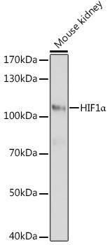 Western blot analysis of extracts of
mouse kidney, using HIF1α antibody
at 1:1000 dilution.
Secondary antibody: HRP Goat Anti-
Rabbit IgG (H+L) at 1:10000
dilution.
Lysates/proteins: 25ug per lane.
Blocking buffer: 3% nonfat dry milk in
TBST.
Detection: ECL West Pico Plus. 
Exposure time: 5s.