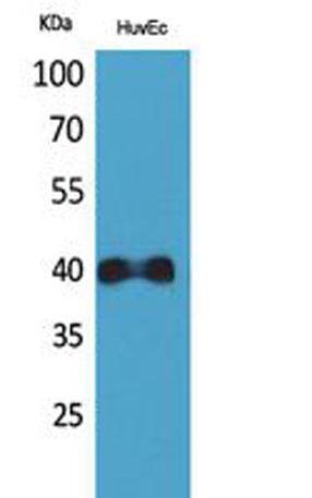 Western Blot analysis of HuvEc cells using CXCR2 Polyclonal Antibody with dilution 1:1000.
Secondary antibody diluted at 1:20000