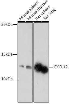 Western blot analysis of extracts of
various cell lines, using CXCL12
antibody at 1:1000 dilution.
Secondary antibody: HRP Goat Anti- Rabbit IgG (H+L) at 1:10000
dilution.
Lysates/proteins: 25ug per lane.
Blocking buffer: 3% nonfat dry milk in TBST.
Detection: ECL West Pico Plus.    
Exposure time: 3min.