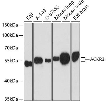 Western blot analysis of extracts of
various cell lines, using ACKR3
antibody at 1:3000 dilution.
Secondary antibody: HRP
Goat Anti-Rabbit IgG (H+L)
at 1:10000 dilution. Lysates/proteins:
25ug per lane._Blocking buffer: 3%
nonfat dry milk in TBST._Detection:
ECL West Pico Plus.
Exposure time: 90s.