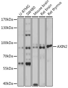 Western blot analysis of extracts of various cell lines, using AXIN2 antibody  at 1:1000  dilution.
Secondary antibody: HRP Goat Anti-Rabbit IgG (H+L) at 1:10000 dilution.
Lysates/proteins: 25ug per lane.
Blocking buffer: 3% nonfat dry milk in TBST.
Detection: ECL West Pico Plus. 
Exposure time: 1s.