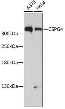 Western blot analysis of extracts of various cell lines, using CSPG4 antibody at 1:1000
dilution.
Secondary antibody: HRP Goat Anti-Rabbit IgG (H+L) at 1:10000 dilution.
Lysates/proteins: 25ug per lane.
Blocking buffer: 3% nonfat dry milk in TBST.
Detection: ECL West Pico Plus.
Exposure time: 90s.