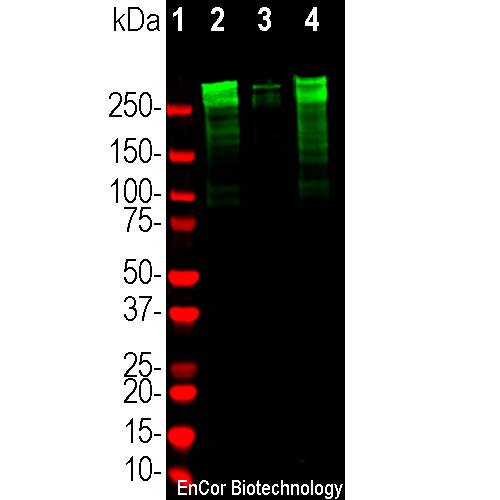 Western blot analysis of different tissue lysates using rabbit pAb to
microtubule associated protein 2A and 2B (MAP2A/B), MAP2A/
B, dilution 1:50,000 in green: [1] protein standard (red), [2]
rat brain, [3] mouse brain, and [4] caw cortex. Strong band at about
280kDa mark corresponds to the two major high molecular weight
MAP2 isoforms referred to as MAP2A and MAP2B. Smaller fragments
of these isoforms are also detected on the blot, but the MAP2C and
MAP2D isoforms are not.