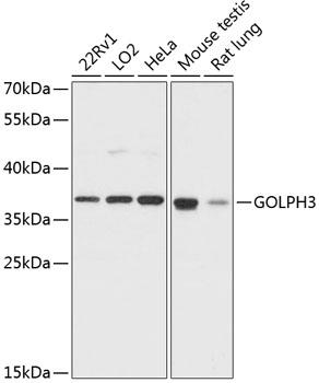 Western blot analysis of extracts of various cell lines, using GOLPH3 antibody at 1:3000
dilution.
Secondary antibody: HRP Goat Anti-Rabbit IgG (H+L) at 1:10000 dilution.
Lysates/proteins: 25ug per lane.
Blocking buffer: 3% nonfat dry milk in TBST.
Detection: ECL West Pico Plus. 
Exposure time: 15s.