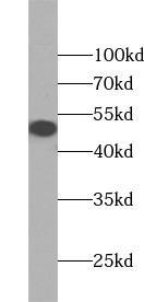 HEK-293 cells were subjected to SDS PAGE followed by western blot with ( OCT4 Antibody) at dilution of 1:1000