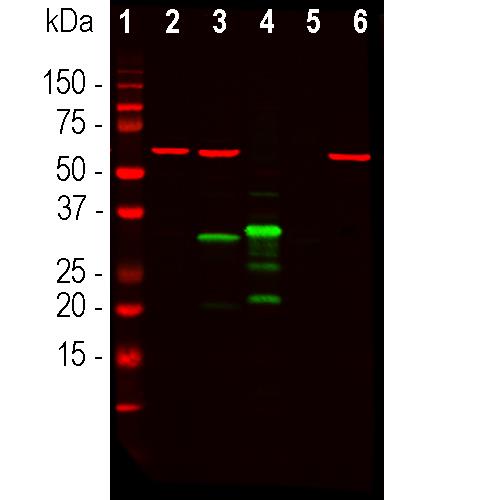 Western blot analysis of HEK293 cell lysates, and recombinantprotein solutions using rabbit pAb to td-Tomato, td-Tomato,dilution 1:1,000, in green [1] protein standard, [2] HEK293, [3]HEK293 cells transfected with td-Tomato-HA construct, [4] td-Tomato recombinant protein, [5] GFP recombinant protein, and [6] EK293transfected with a full length GFP construct. A major band at about28kDa corresponds to td-Tomato protein. The td-Tomato antibody does not react with GFP protein. The same blot was simultaneously probed with chicken pAb to HSP60,  dilution 1:5,000 in red which reveals a band at 60kDa only in cell lysates.