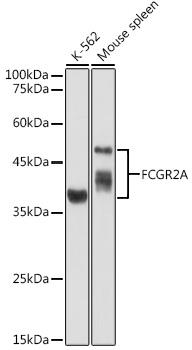 Western blot analysis of extracts of various cell lines, 
using FCGR2A antibody 1:1000dilution.
Secondary antibody: HRP Goat Anti-Rabbit IgG
 (H+L) at 1:10000 dilution.
Lysates/proteins: 25ug per lane.
Blocking buffer: 3% nonfat dry milk in TBST.
Detection: ECL West Pico Plus. 
Exposure time: 90s.