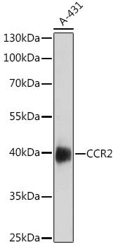 Western blot analysis of extracts of A-431 cells, using CCR2 antibody at 1:1000 dilution.
Secondary antibody: HRP Goat Anti-Rabbit IgG (H+L) at 1:10000 dilution.
Lysates/proteins: 25ug per lane.
Blocking buffer: 3% nonfat dry milk in TBST.Detection: ECL West Pico Plus.
Exposure time: 90s.