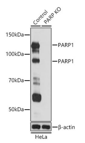 Western blot analysis of extracts from normal
(control) and PARP1 knockout (KO) HeLa cells,
using PARP antibody att 1:1000 dilution.
Secondary antibody: HRP Goat
Anti-Rabbit IgG (H+L) at 1:10000 dilution.
Lysates/proteins: 25ug per lane.
Blocking buffer: 3% nonfat dry milk in TBST.
Detection: ECL West Pico Plus.
Exposure time: 1s.