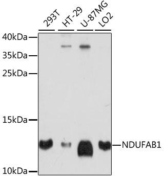 Western blot analysis of extracts of various cell lines, using NDUFAB1 antibody at 1:1000 dilution.
Secondary antibody: HRP Goat Anti-Rabbit IgG (H+L) (AS014) at 1:10000 dilution.
Lysates/proteins: 25ug per lane.
Blocking buffer: 3% nonfat dry milk in TBST.
Detection: ECL West Pico Plus. 
Exposure time: 90s.