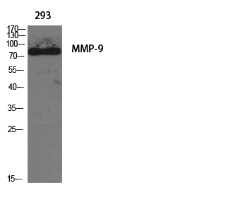 Western Blot analysis of various cells using MMP-9 Polyclonal Antibody diluted at 1:1000