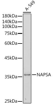 Western blot analysis of extracts of A-549 cells, using NAPSA antibody at 1:500 dilution.
Secondary antibody: HRP Goat Anti-Rabbit IgG
(H+L) at 1:10000 dilution.
Lysates/proteins: 25ug per lane.
Blocking buffer: 3% nonfat dry milk in TBST.
Detection: ECL West Pico Plus.
Exposure time: 180s.