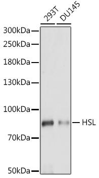 Western blot analysis of extracts of various cell lines,
using HSL antibody at 1:1000 dilution.
Secondary antibody: HRP Goat Anti-Rabbit IgG
(H+L) at 1:10000 dilution.
Lysates/proteins: 25ug per lane.
Blocking buffer: 3% nonfat dry milk in TBST.
Detection: ECL West Pico Plus.
Exposure time: 90s.