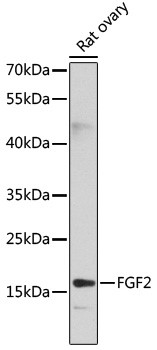 Western blot analysis of extracts of rat ovary, using FGF2 antibody at 1:1000 dilution.
Secondary antibody: HRP Goat Anti-Rabbit IgG (H+L) at 1:10000 dilution.
Lysates/proteins: 25ug per lane.
Blocking buffer: 3% nonfat dry milk in TBST.
Detection: ECL West Pico Kit
Exposure time: 30s.