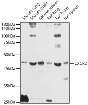 Western blot analysis of various lysates using CXCR2 Rabbit pAb at 1:1000 dilution.
Secondary antibody: HRP Goat Anti-Rabbit IgG (H+L) at 1:10000 dilution.
Lysates/proteins: 25μg per lane.
Blocking buffer: 3% nonfat dry milk in TBST.
Detection: ECL West Pico Plus. 
Exposure time: 10s.