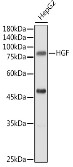 Western blot analysis of extracts of HepG2 cells, using HGF antibody at 1:500 dilution. Secondary antibody: HRP Goat Anti-Rabbit IgG (H+L) at 1:10000 dilution.
Lysates/proteins: 25ug per lane. Blocking buffer: 3% nonfat dry milk in TBST. Detection: ECL West Pico Plus.
Exposure time: 30s.