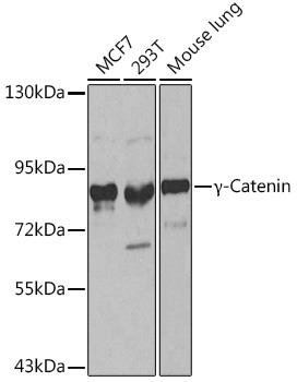 Western blot analysis of extracts of various cell lines, using γ-Catenin antibody at 1:500   dilution.
Secondary antibody: HRP Goat Anti-Rabbit IgG (H+L)  at 1:10000 dilution.
Lysates/proteins: 25ug per lane.
Blocking buffer: 3% nonfat dry milk in TBST.  Detection: ECL West Pico Plus.