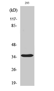 Western Blot analysis of 293 cells using Cleaved-Caspase-9 p35 (D315) Polyclonal Antibody diluted at 1:1000