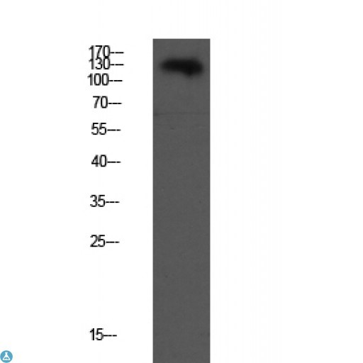 Western blot analysis of CACO2 lysate, antibody was diluted at 1:1,000. Secondary antibody was diluted at 1: 20,000