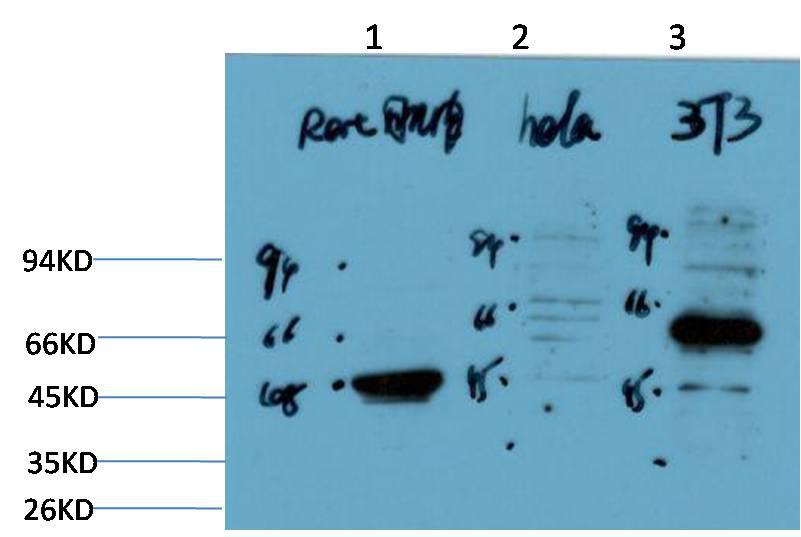 Western blot analysis of 1) Rat Skeletal Muscle Tissue Lysate, 2) Hela Cell Lysate , 3) 3T3 Cell Lysate using Calreticulin Rabbit pAb diluted at 1:1000.