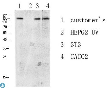 Western blot analysis of various lysate, antibody was diluted at 1000. Secondary antibody was diluted at 1: 20000.
