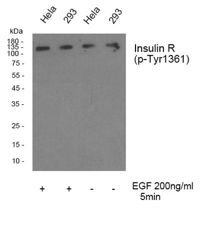 Western blot analysis of Insulin R (phospho Tyr1361) Polyclonal Antibody, using hela,293 cell treated or untreated with EGF 200ng/ml 30', 4° over night,
secondary antibody was diluted at 1:10000, 37° 1hour.