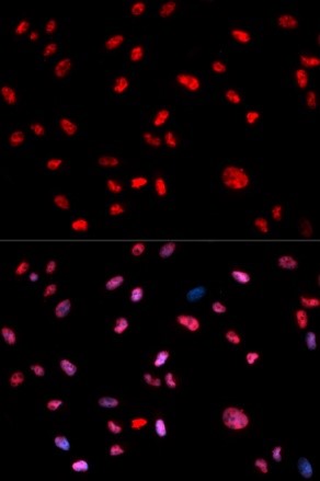 Immunofluorescence analysis of U2OS cell using Phospho-c-Jun (Thr239) antibody. Blue: DAPI for nuclear staining.