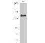 Western Blot (WB) analysis of specific cells using Phospho-Met (Y1349) Polyclonal Antibody.