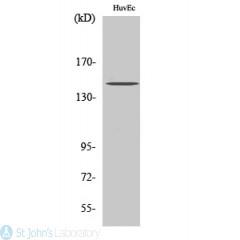 Western Blot (WB) analysis of specific cells using Phospho-Met (Y1234) Polyclonal Antibody