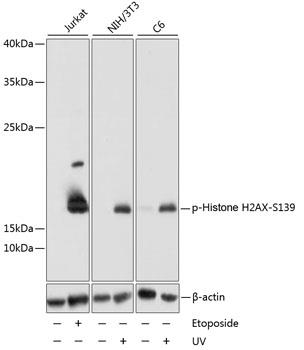 Western blot analysis of extracts of various cell lines, using Phospho-Histone H2AX-S139 antibody at 1:1000 dilution. Jurkat cells were treated by Etoposide (25 uM) for 5 hours. NIH/3T3 cells were treated by UV for 15-30 minutes. C6 cells were treated by UV for 15-30 minutes.  Secondary antibody: HRP Goat Anti-Rabbit IgG (H+L) at 1:10000 dilution. Lysates/proteins: 25ug per lane. Blocking buffer: 3% BSA. Detection: ECL West Pico Plus     Exposure time: 5s.