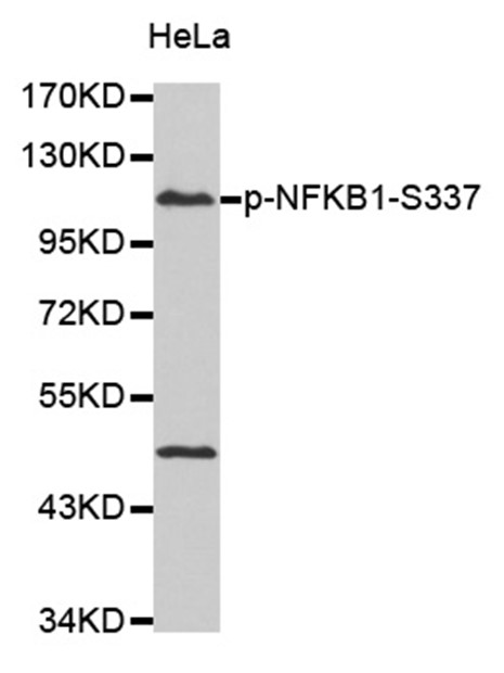 Western blot analysis of extract from HeLa cells, using Phospho-NFKB-p50 (Ser337) antibody