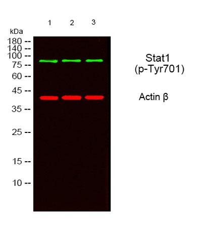 Western blot analysis of lysates from 1) MOUSE-BRAIN, 2) SY-SY5X ,3) COS7 cells, (Green)primary antibody was
diluted at 1:1000, 4°over night, secondary antibody(cat:RS23920)was diluted at 1:10000, 37° 1hour.
(Red) Actin β Monoclonal Antibody(5B7) antibody was diluted at 1:5000 as loading control, 4° over
night,secondary antibody was diluted at 1:10000, 37° 1hour.