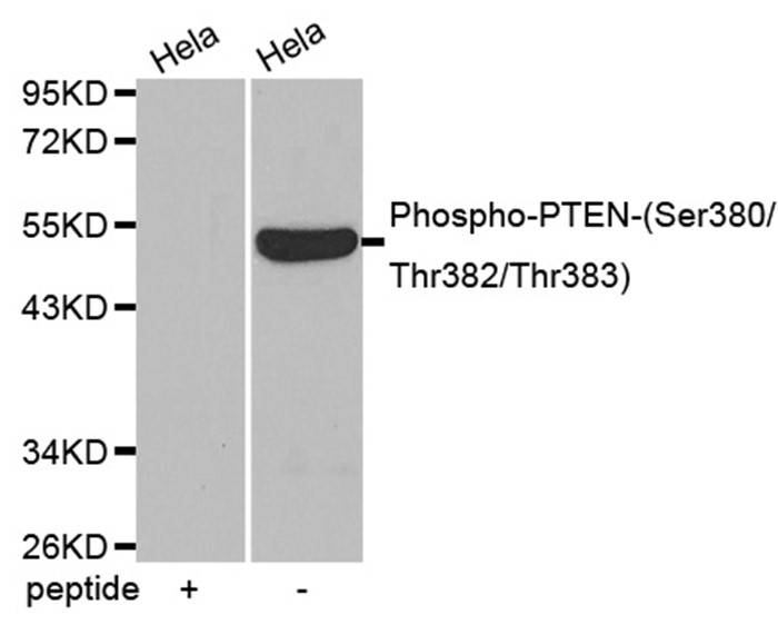 Western blot analysis of extracts of HeLa cell lines, using Phospho-PTEN (Ser380/Thr382/Thr383) antibody.