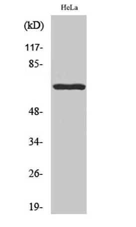 Western Blot analysis of various cells using Phospho-Paxillin (Y118) Polyclonal Antibody