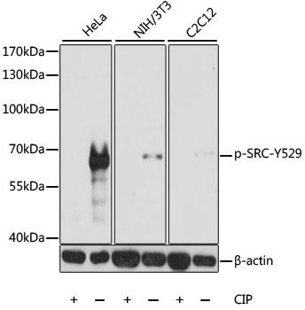 Western blot - Phospho-SRC-Y529 Antibody.