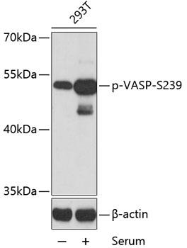 Western blot analysis of extracts of 293T cells, using Phospho-VASP-S239 antibody at 1:2000 dilution. 293T cells were treated by 10% FBS for 30 minutes after serum-starvation overnight. Secondary antibody: HRP Goat Anti- Rabbit IgG (H+L) at 1:10000 dilution. Lysates/proteins: 25ug per lane. Blocking buffer: 3% BSA. Detection: ECL West Pico Plus. Exposure time: 90s.