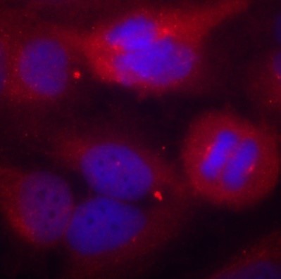 Immunofluorescence staining of methanol-fixed Hela cells using Phospho-TH-S40 antibody.