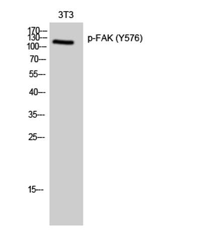 Western Blot analysis of 3T3 cells using Phospho-FAK (Y576) Polyclonal Antibody