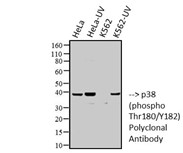 Western blot analysis of extracts from Hela (+UV) , Hela (-UV), K562 (+UV) , K562 (-UV) cells using Phospho-p38 MAPK (Thr180/Tyr182) antibody.