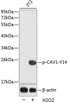 Western blot analysis of extracts from 3T3 cells using Phospho-CAV1-Y14 antibody Secondary antibody: HRP Goat Anti- Rabbit IgG (H+L) at 1:10000 dilution.Lysates/proteins: 25ug per lane. Blocking buffer: 3% BSA.