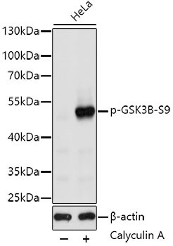 Western blot analysis of extracts of HeLa cells, using Phospho-GSK3B-S9 antibody at 1:1000 dilution. HeLa cells were treated by Calyculin A (100nM) for 30 minutes after serum-starvation overnight. Secondary antibody: HRP Goat Anti-Rabbit IgG (H+L ) at 1:10000 dilution. Lysates/proteins: 25ug per lane. Blocking buffer: 3% BSA. Detection: ECL West Pico Kit Exposure time: 1s.