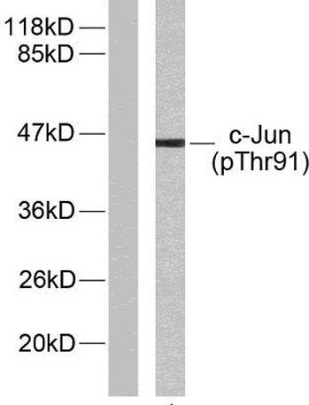 Western blot analysis of lysates from HeLa cells treated with UV, using c-Jun (Phospho-Thr91) Antibody. The lane on the left is blocked with the phospho peptide.