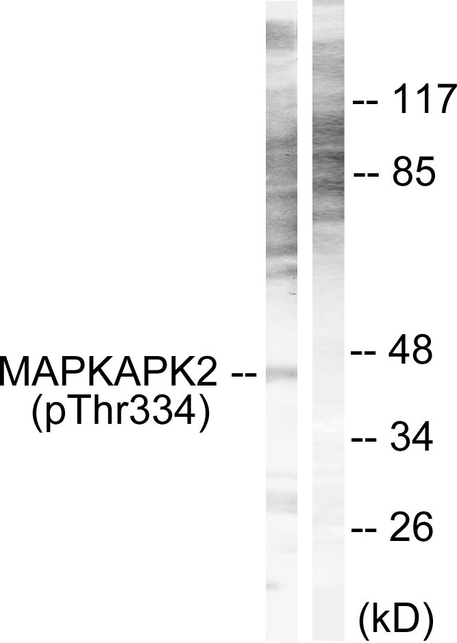 Western blot analysis of lysates from NIH/3T3 cells, using MAPKAPK2 (Phospho-Thr334) Antibody. The lane on the right is blocked with the phospho peptide